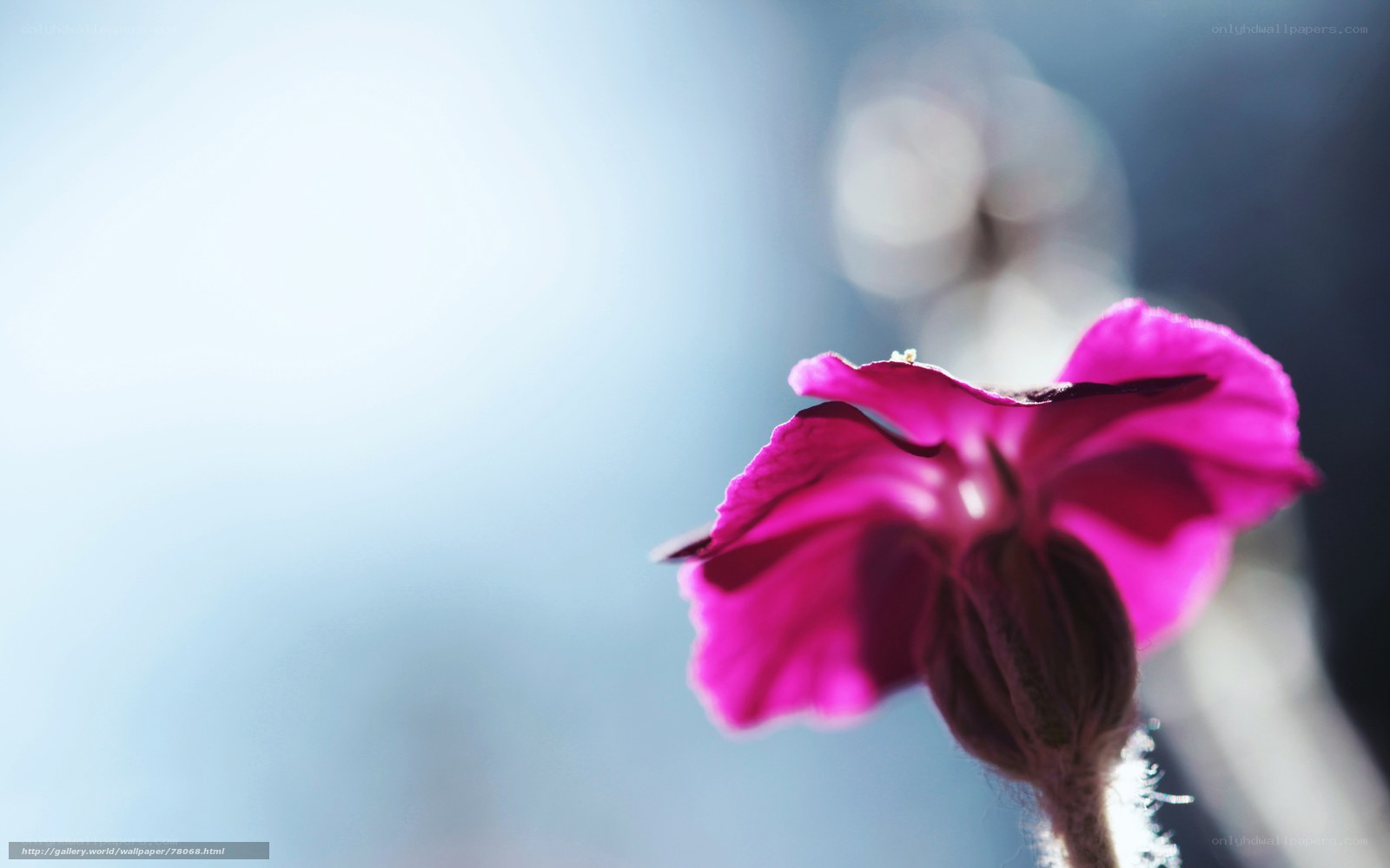 purple flower in sunlight