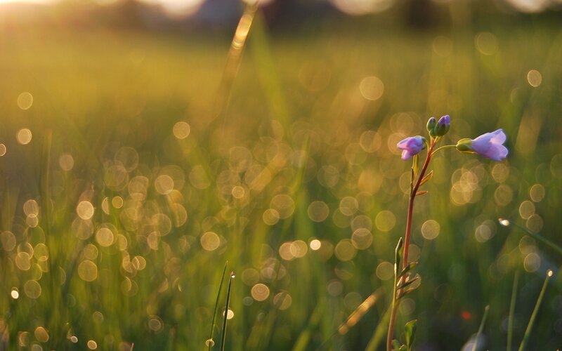 Purple flower in sunlit grass