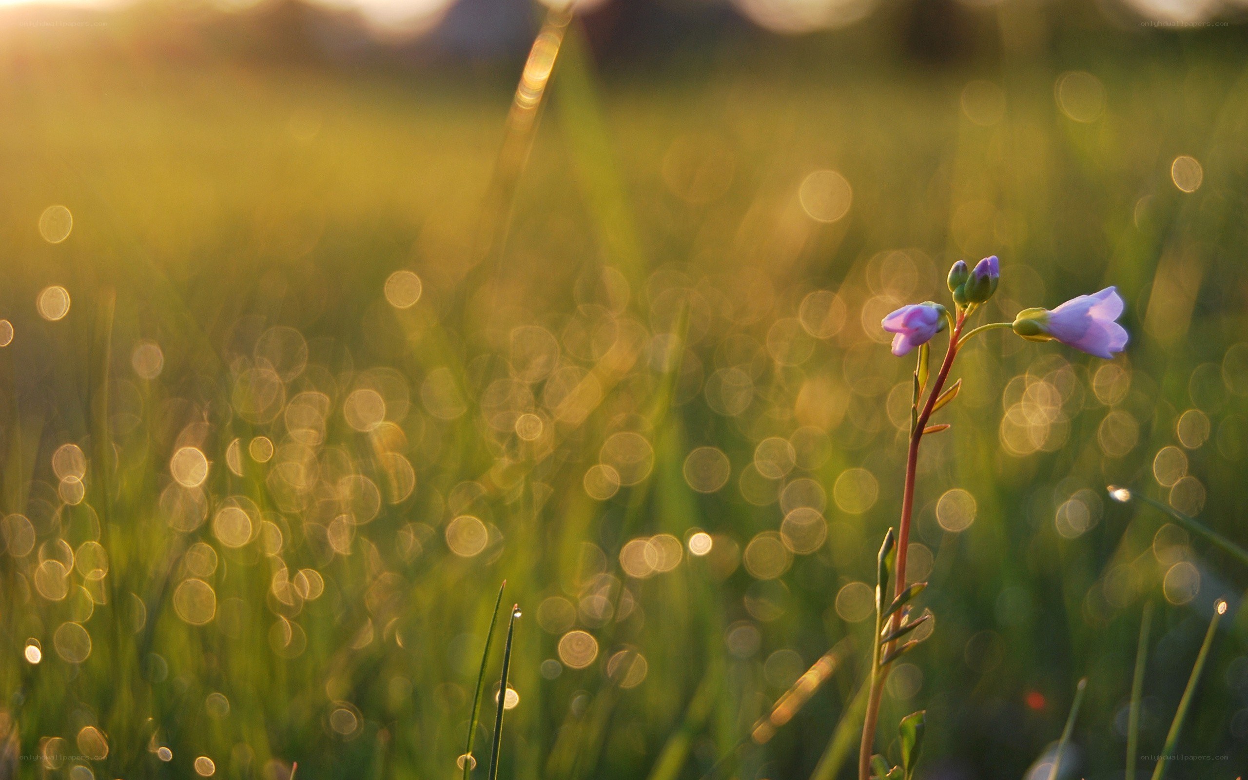 Purple flower in sunlit grass
