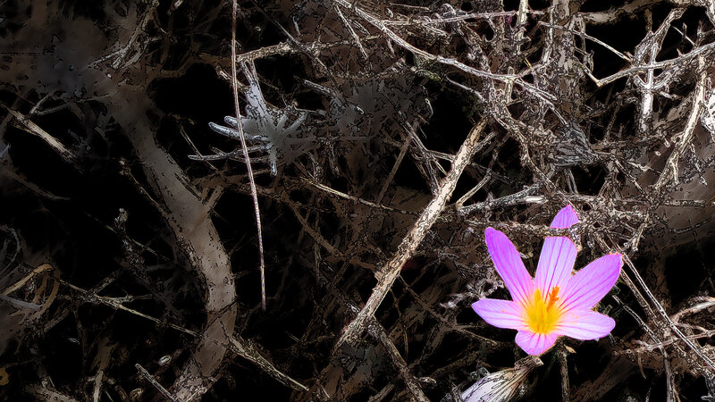 Purple Flower in Twigs