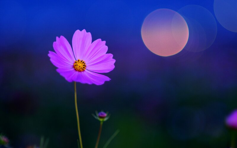 Purple flower in twilight