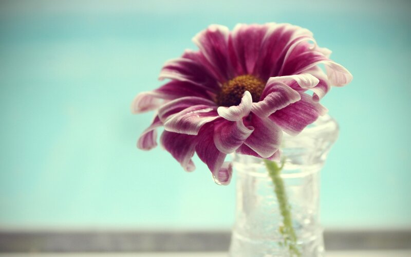 Purple Flower in Vase — Serene, Photograph, Stem