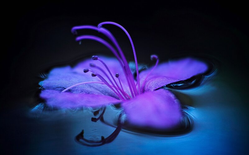 Purple Flower in Water — Dramatic