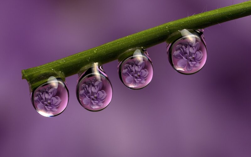 Purple Flower in Water Droplets
