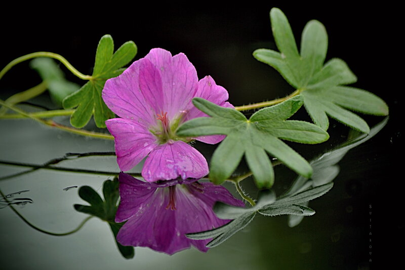 Purple Flower in Water — Serene, Photograph, Leaves