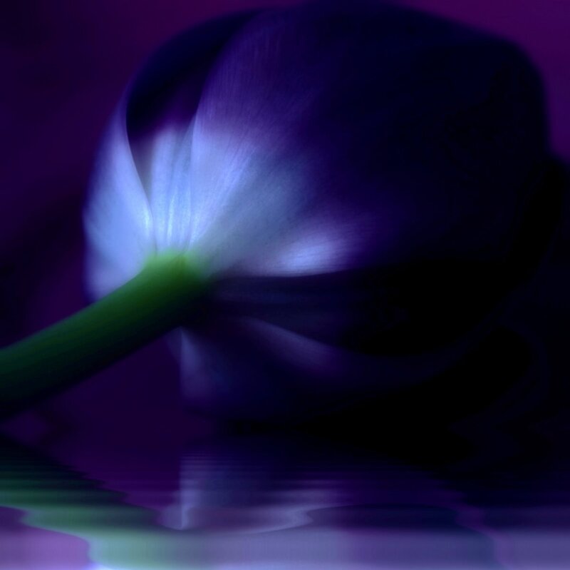 Purple Flower in Water — Serene