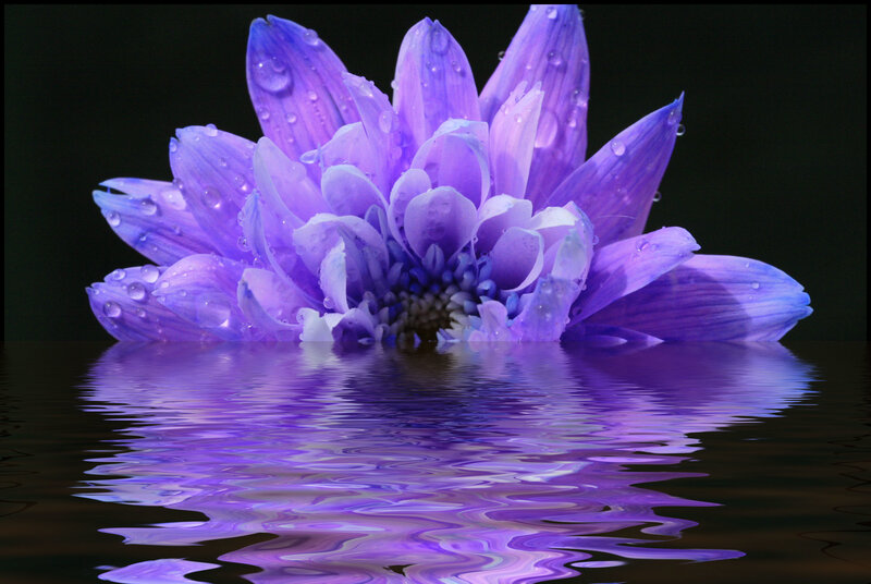 Purple Flower in Water