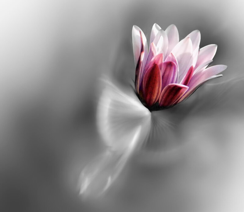 Purple Flower in Water — White