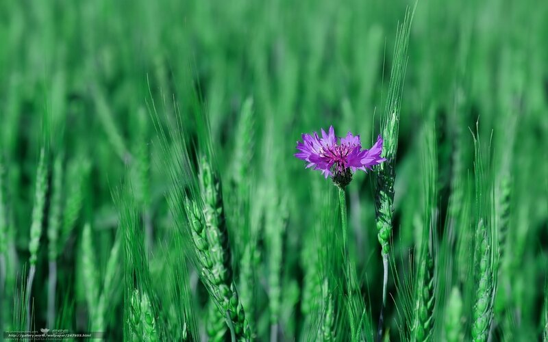 Purple Flower in Wheat Field