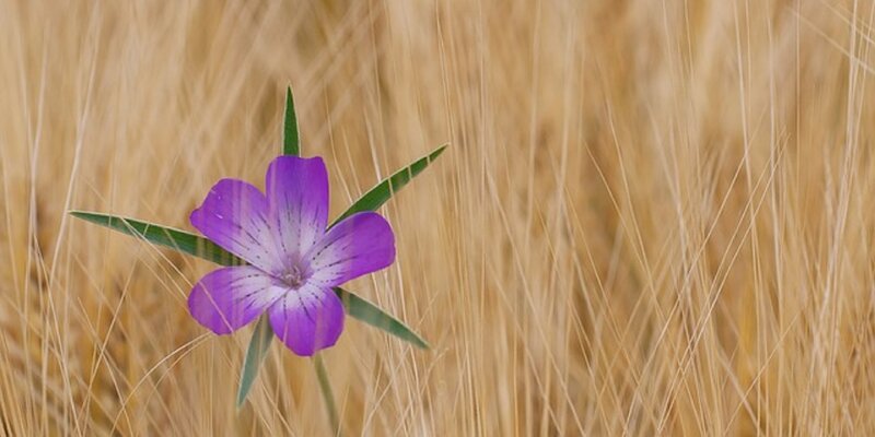 Purple Flower in Wheat