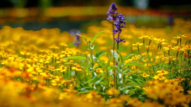 Purple Flower in Yellow Field — Serene