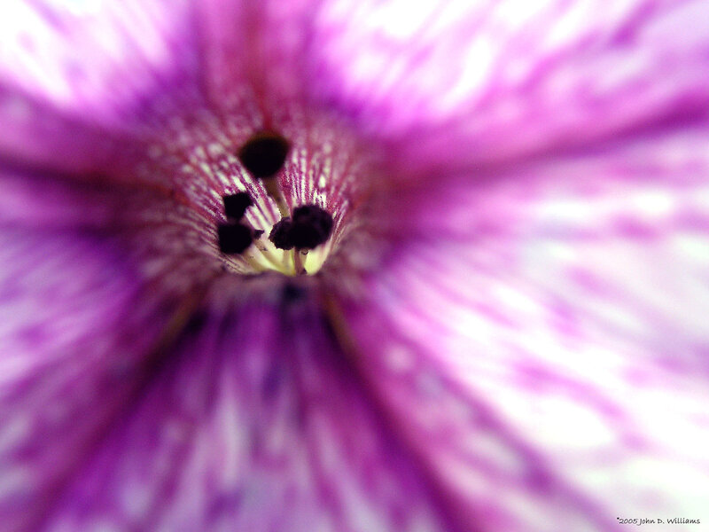 Purple Flower Interior — Calm