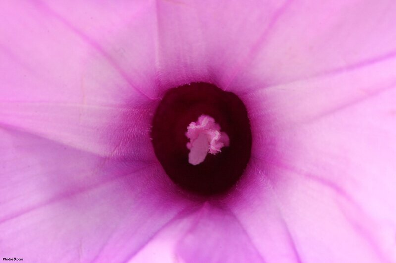 purple flower interior close-up