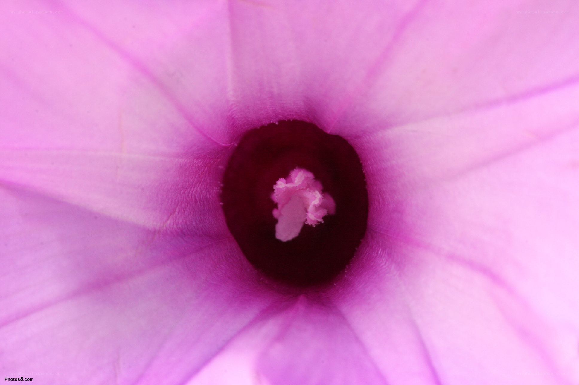 purple flower interior close-up