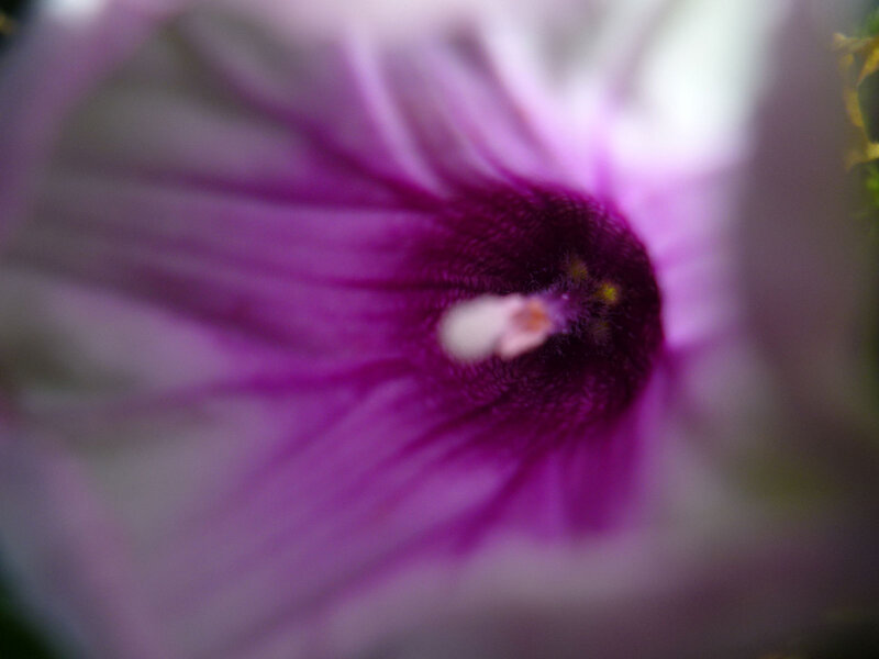 Purple Flower Interior