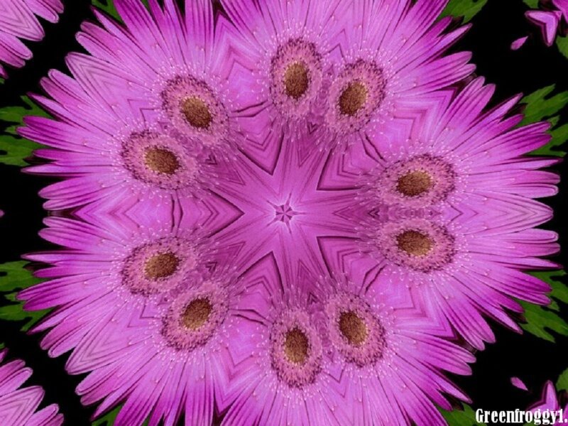 Purple Flower Kaleidoscope — Symmetrical
