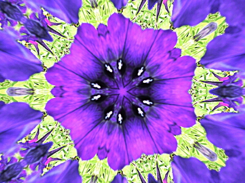 Purple flower kaleidoscope