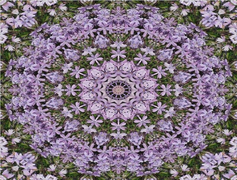 Purple Flower Mandala — Calm