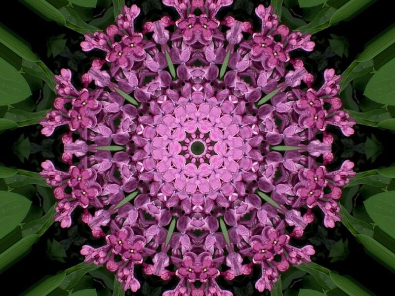 Purple Flower Mandala — Symmetrical, Abstract, Flowers
