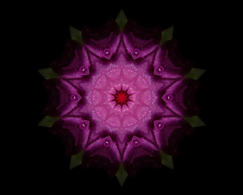Purple Flower Mandala — Symmetrical, Abstract