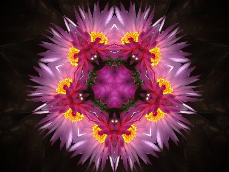 Purple Flower Mandala — Symmetrical, Digital Art