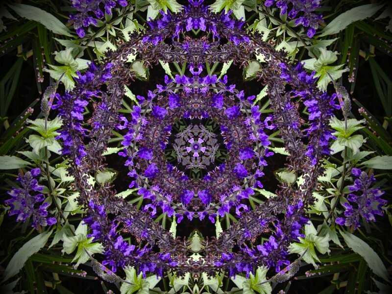 Purple Flower Mandala — Symmetrical