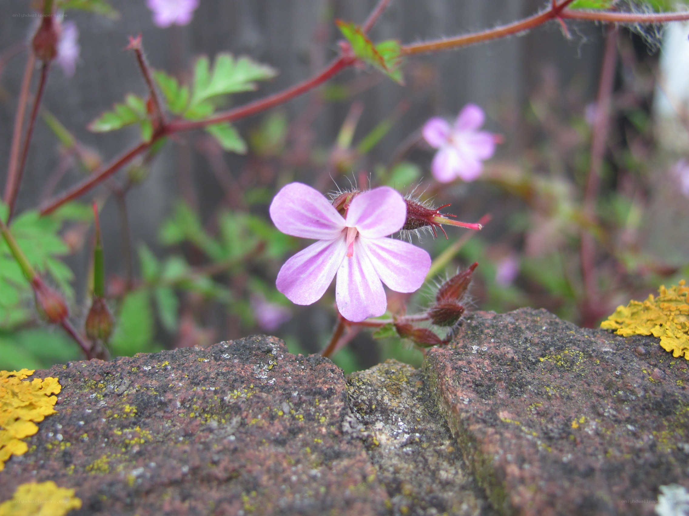 purple flower on a stone wall