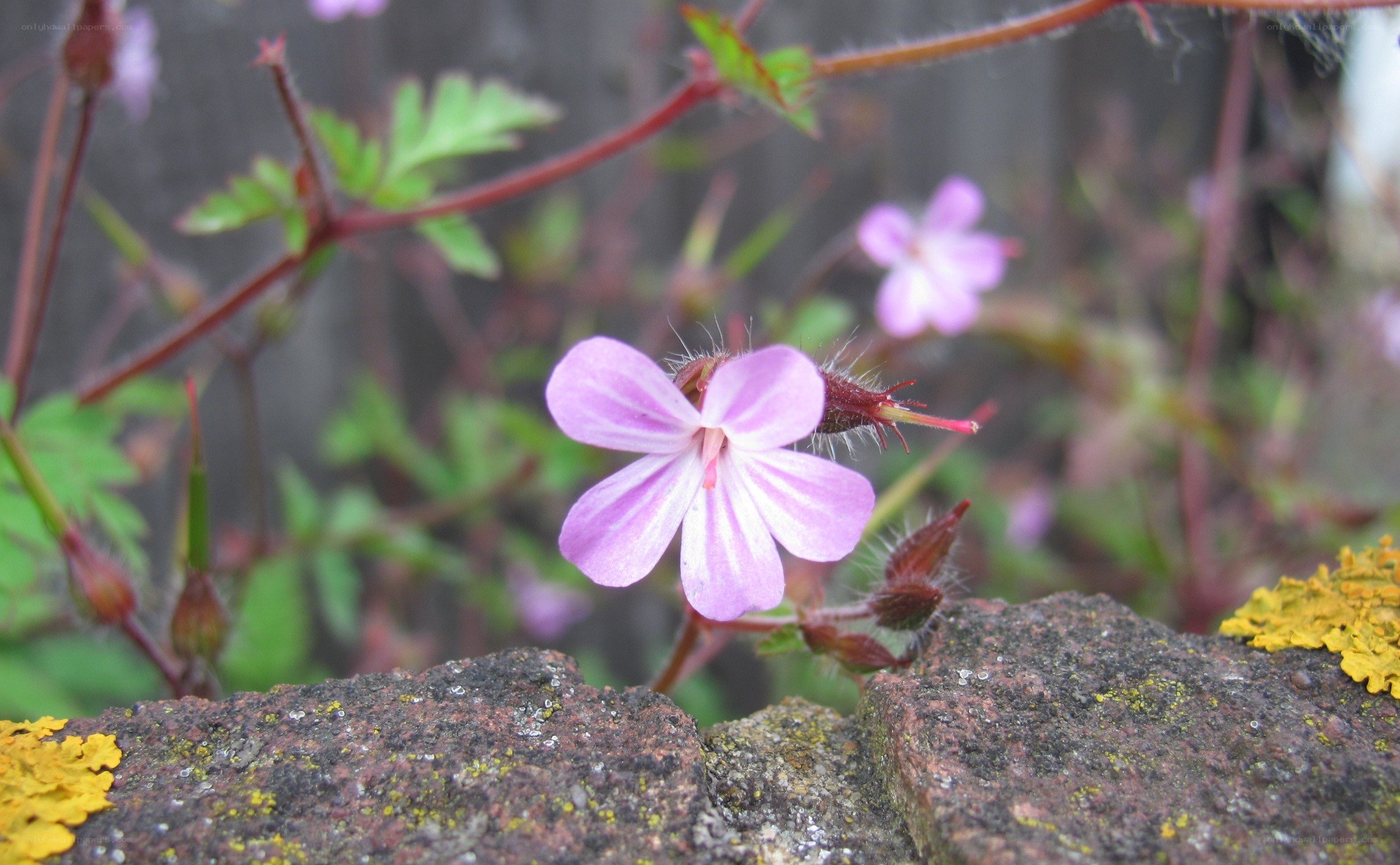 purple flower on a stone wall