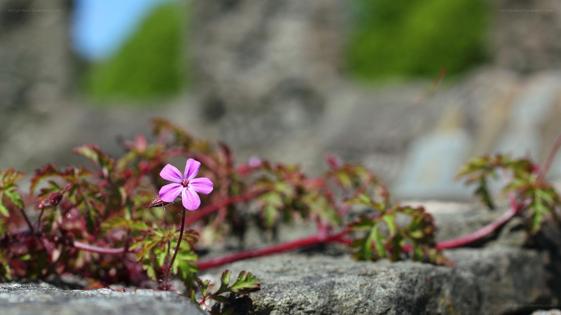 Purple flower on a stone wall