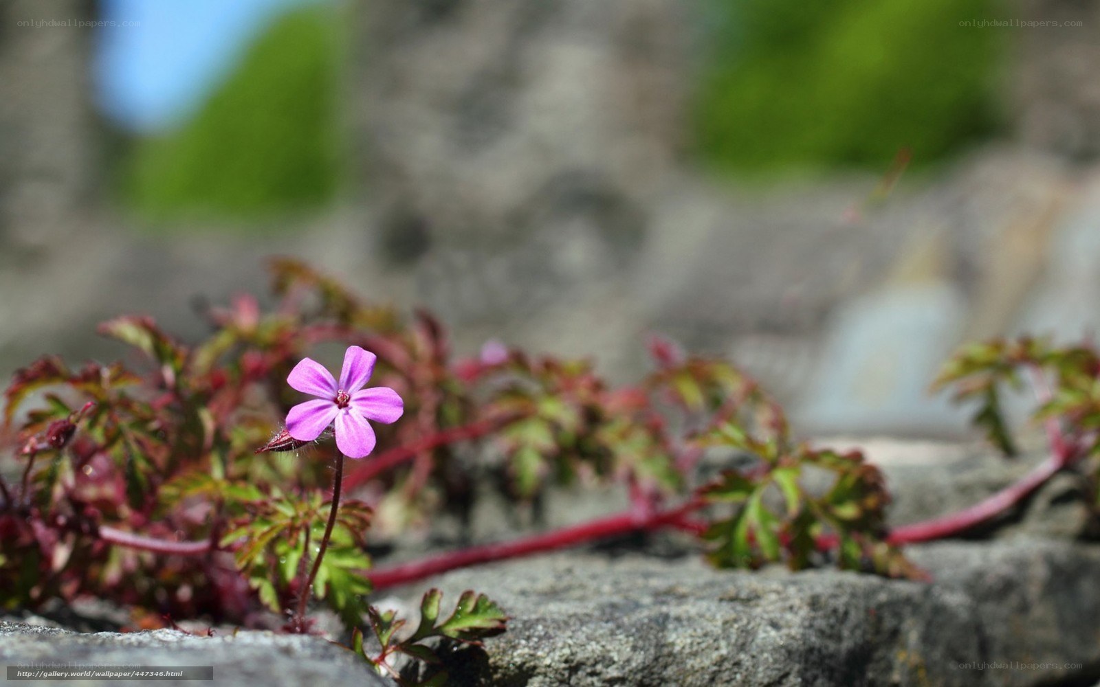 Purple flower on a stone wall