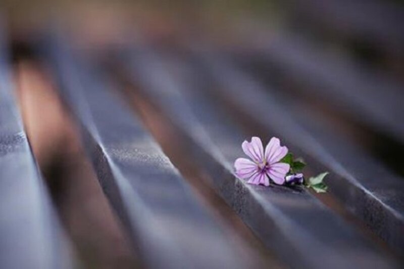 Purple Flower on Bench