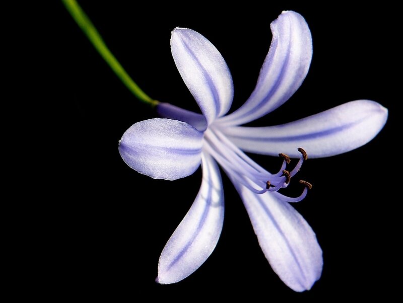 purple flower on black background