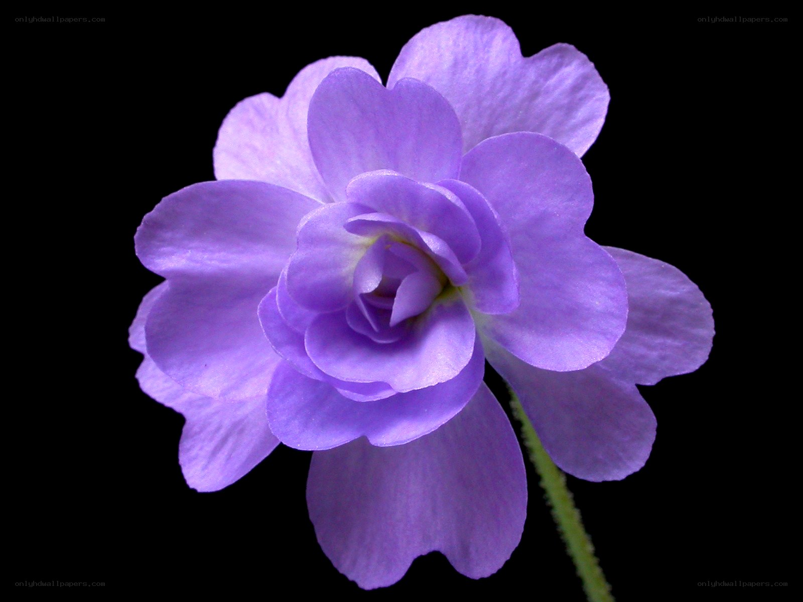 purple flower on black background