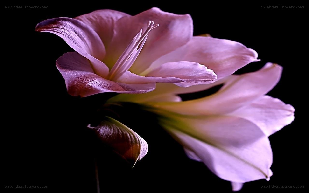 purple flower on black background