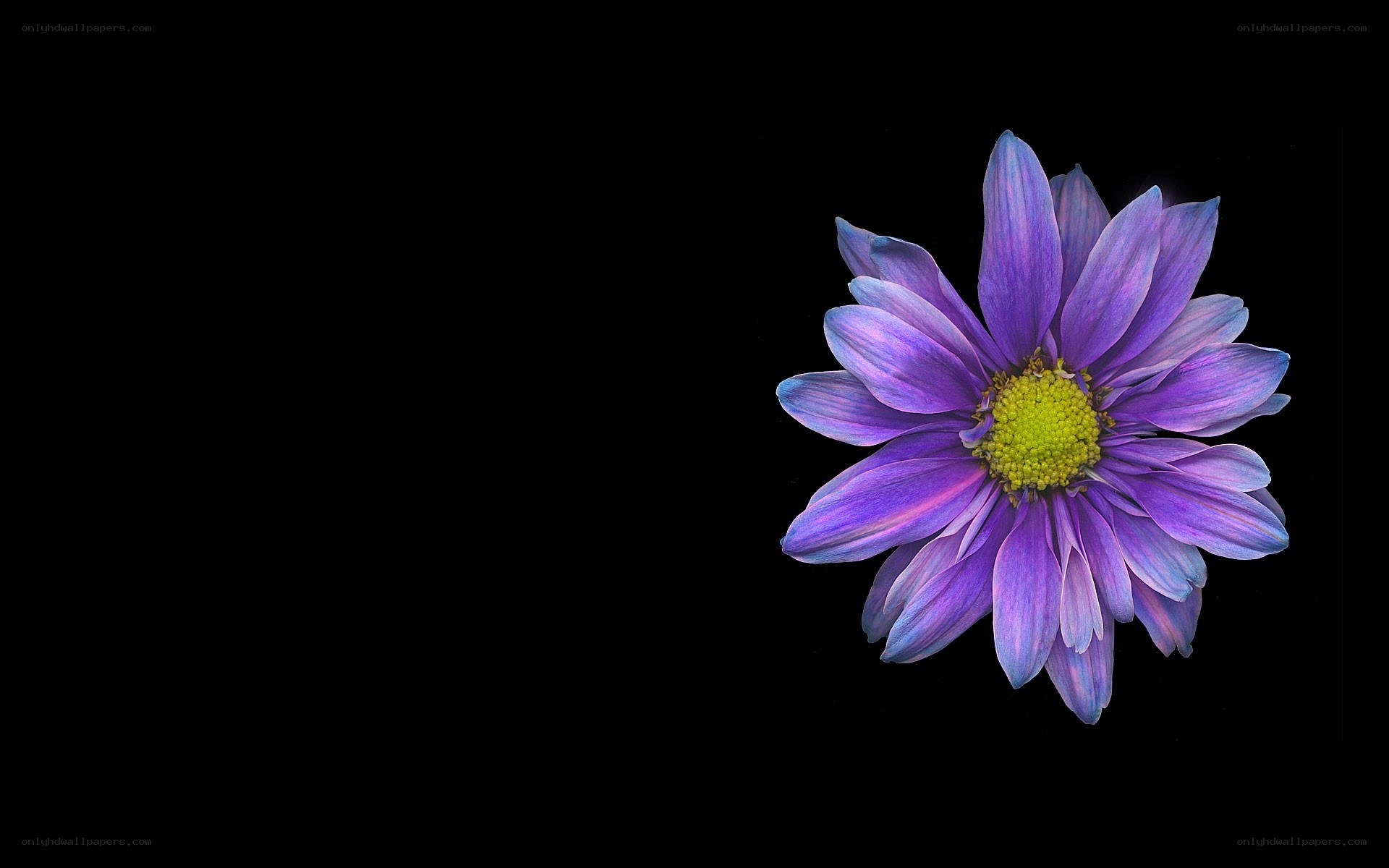 purple flower on black background