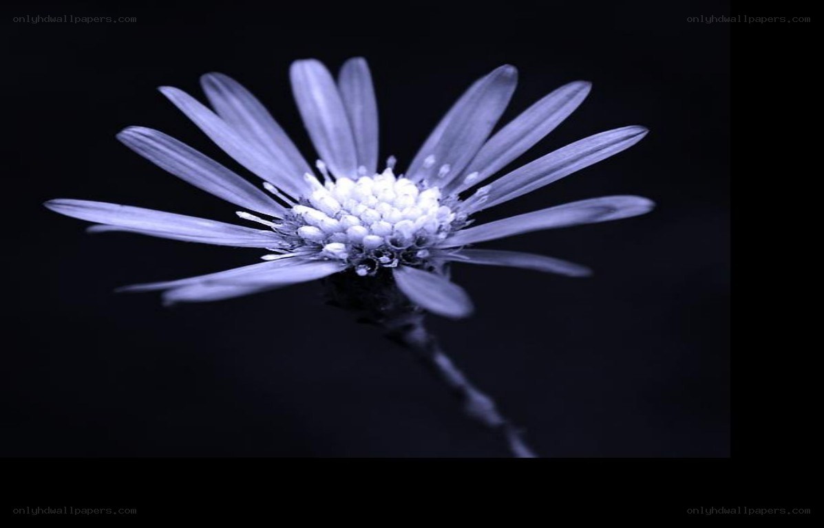 purple flower on black background