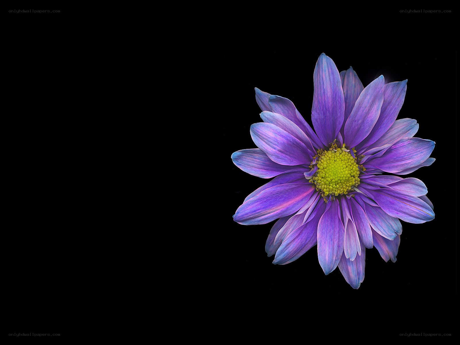 purple flower on black background