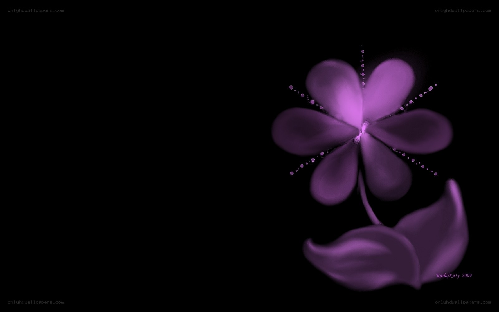 purple flower on black background