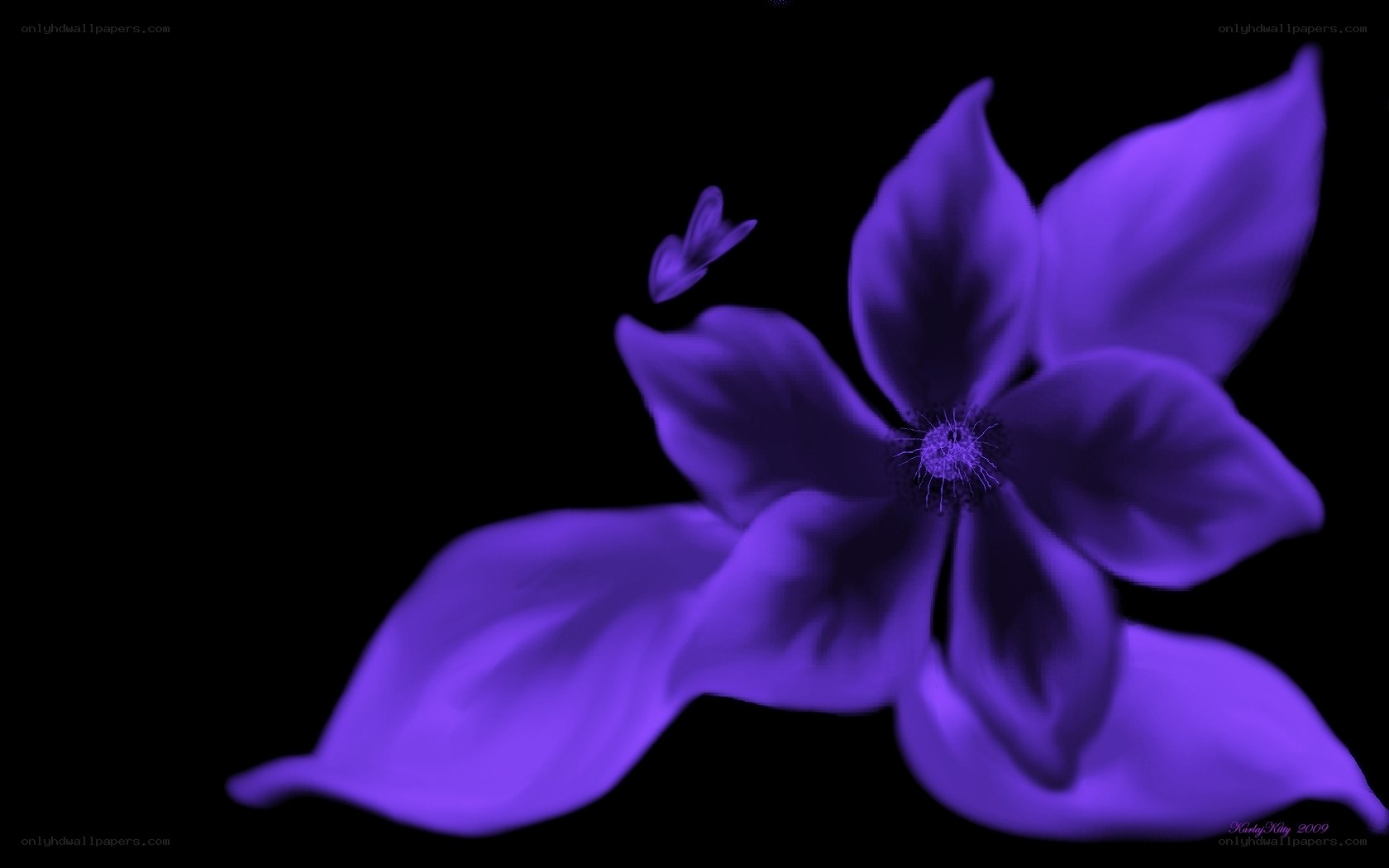 purple flower on black background