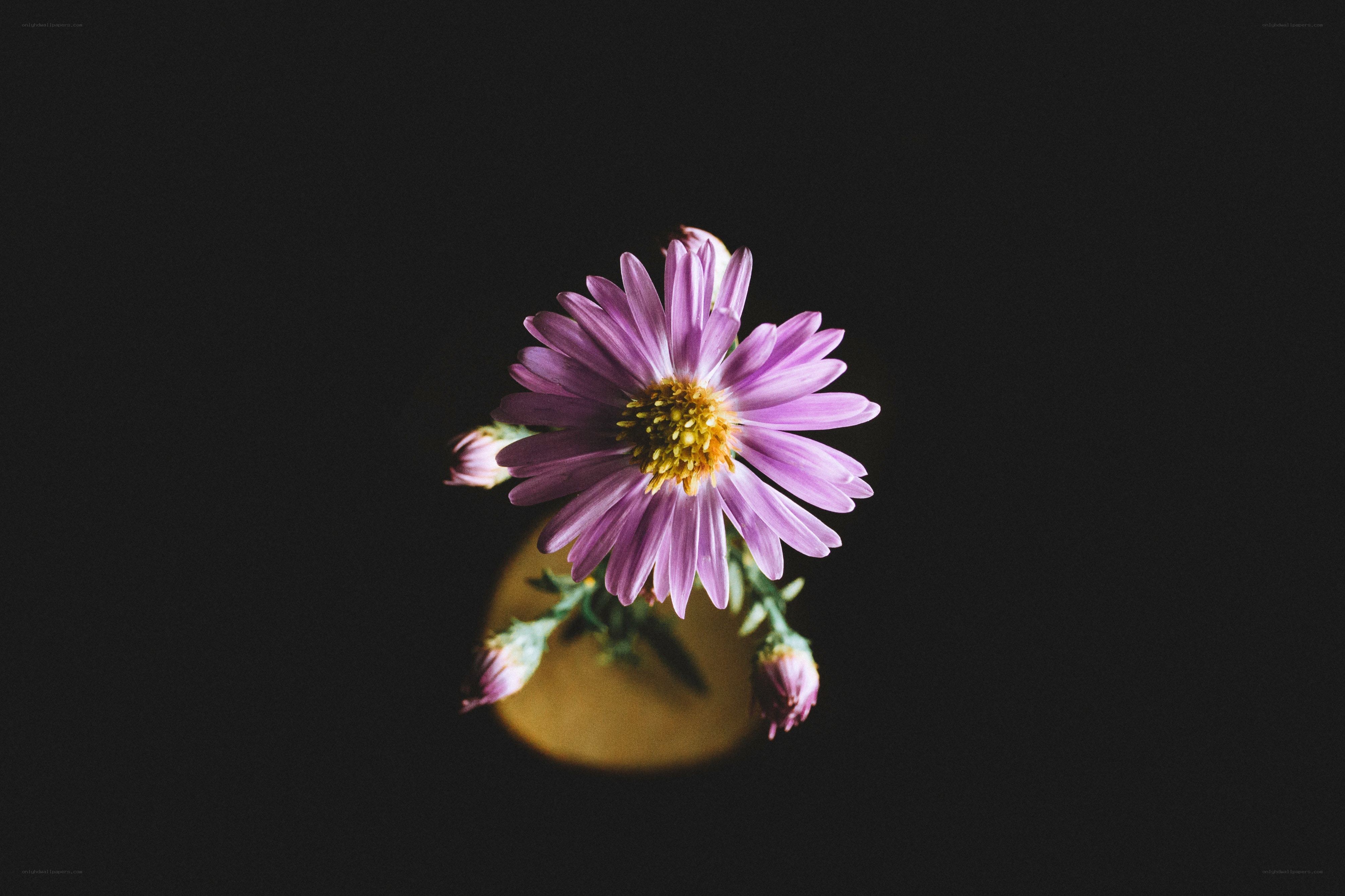 purple flower on black background