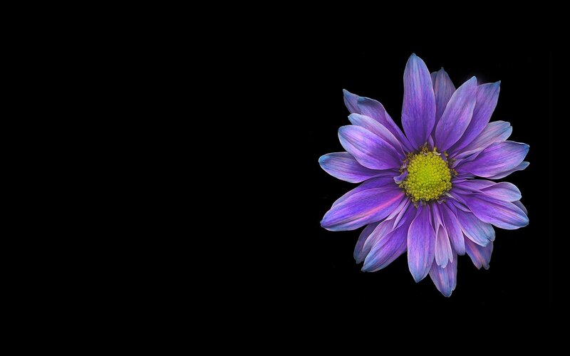 Purple Flower on Black — Dramatic, Photograph, Center