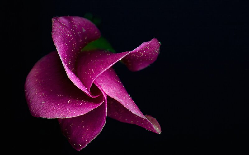 Purple Flower on Black — Dramatic, Photograph
