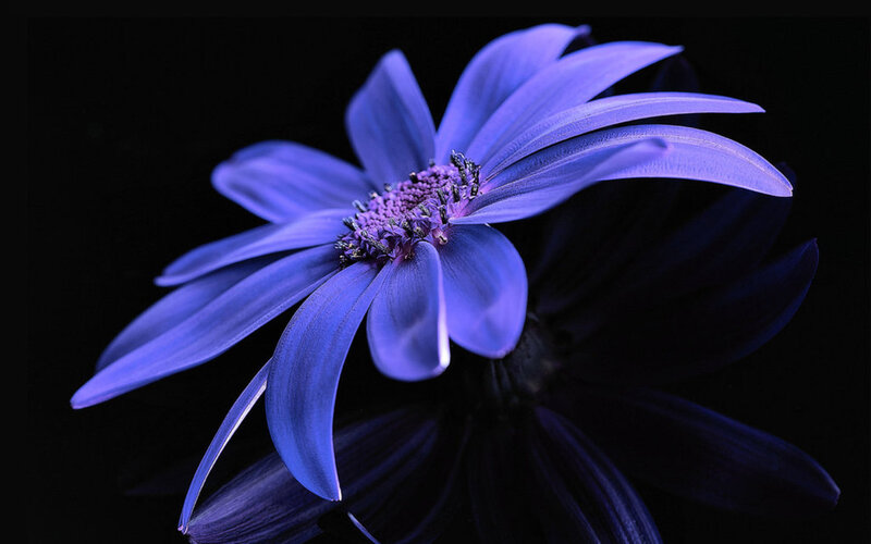 Purple Flower on Black — Dramatic