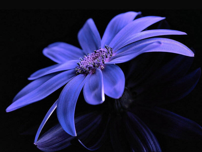 Purple Flower on Black