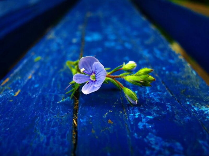 Purple Flower on Blue Wood