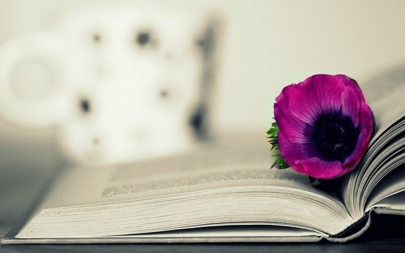 Purple Flower on Book — Calm, Photograph