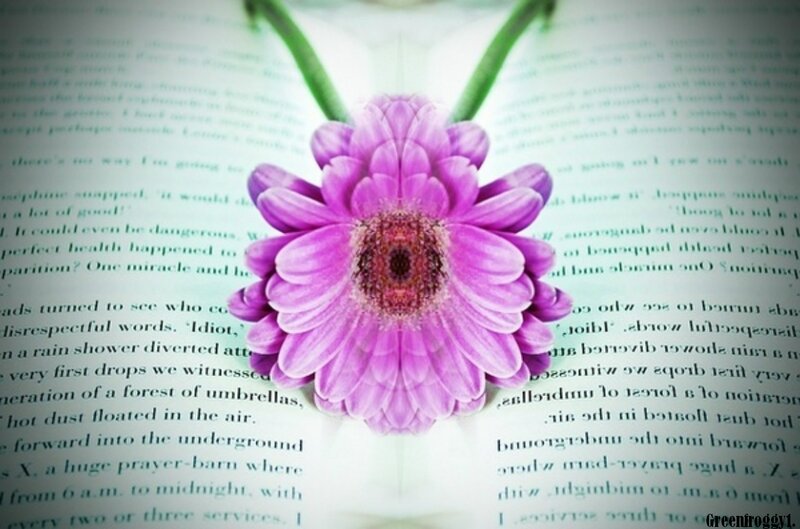 Purple Flower on Book — Calm