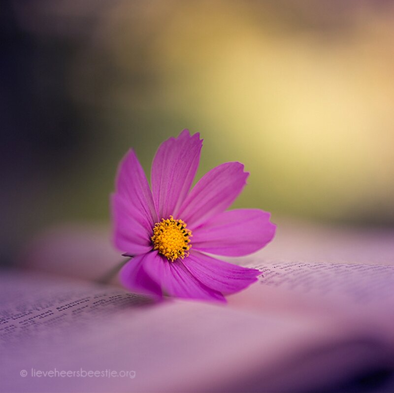 Purple Flower on Book — Serene