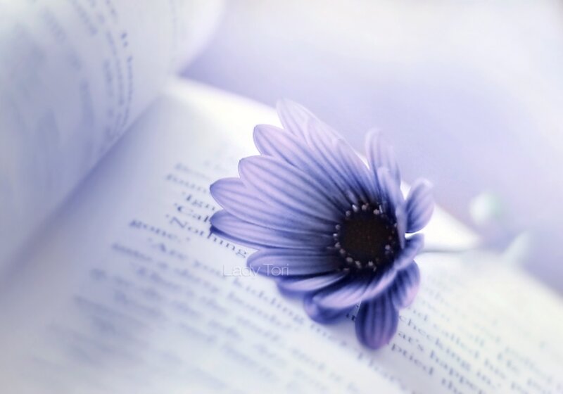 Purple Flower on Book