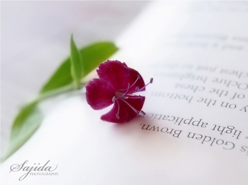 Purple Flower on Book — White